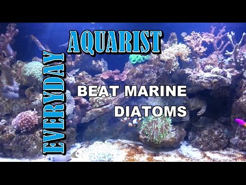 How To Kill Marine Aquarium Brown Algae & Diatoms