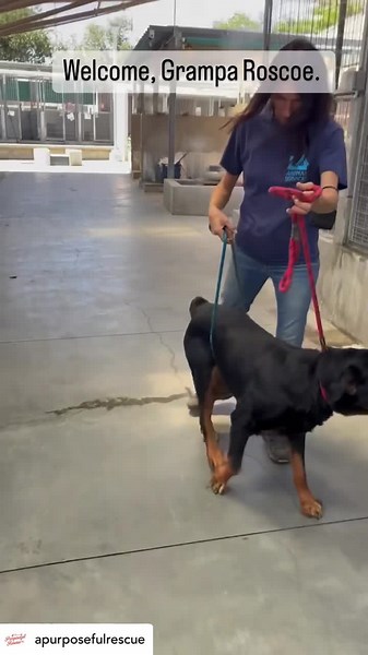 166K views · 9.4K reactions | No dogs deserve to be in shelters, but old dogs have zero business being there. Please give a warm welcome to Grampa Roscoe. He's having a tough time physically and we promise we will do whatever he needs to make life more cozy for him. Huge thanks to @rockyspals for grabbing him and @deservingdogs for opening up your arms to foster him. First stop @veterinaryangelsmedicalcenter to see @jennifer.cola ❤️ | A Purposeful Rescue | Facebook