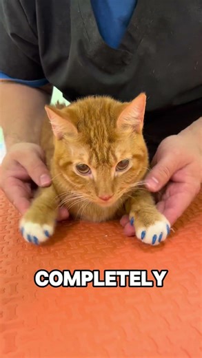 STOP Putting Nail Caps On Your Cat! 🐾🚫 You Might Be HURTING Them!#shorts