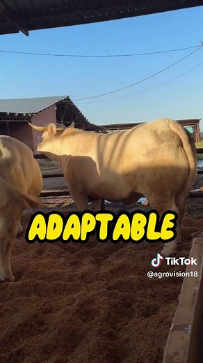 Ganado Charolais: La Historia de un Gigante Blanco