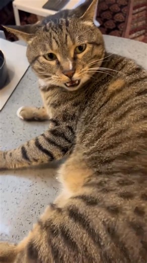 104K views · 7.1K reactions | Funny cat sounds. | ᴄᴀᴛs ᴡᴏʀʟᴅ | Facebook