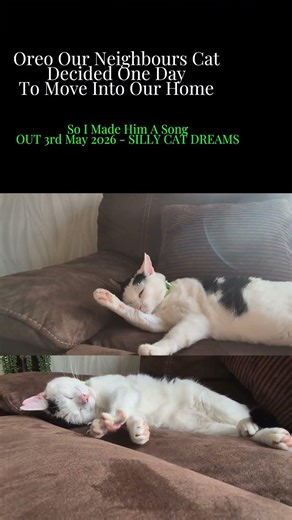 Oreo and his silly cat dreams Teaser🐾