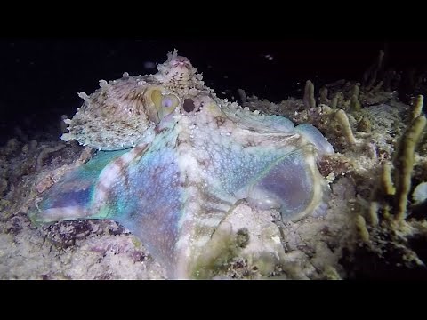 Hunting Octopus Flashes Bright Lights