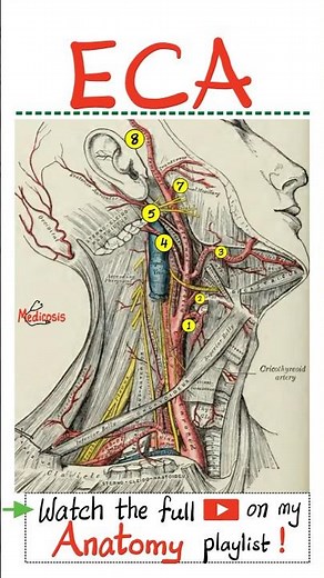External Carotid Artery (ECA)...#neuroanatomy #surgery #anatomy #physiology #nurse #doctor #nurse