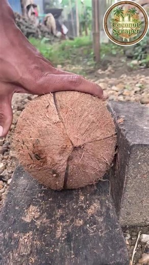 Coconut Shell Removal Techniques Explained