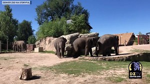 Denver Zoo paid an adorable tribute to one of its resident elephants as he turned 10 on November 2 with a video of the animal’s best moments of 2019. | The National Desk - TND