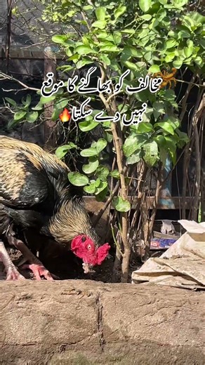 Java Aseel Murga Attitude 😈 | Rare Aseel #shorts February 1, 2026