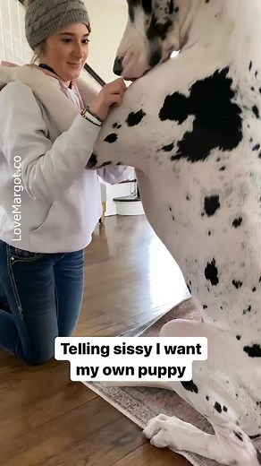 Alien language in Parker’s head 😜🛸👾 #greatdane #dogsofny #gentlegiant | LoveMargot