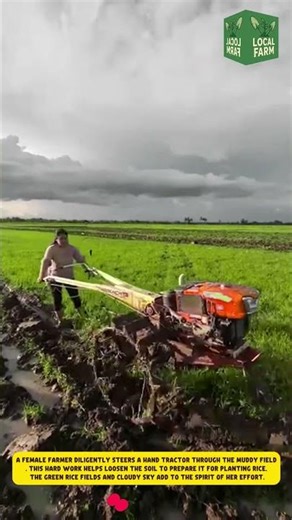 A Female Farmer Steers a Hand Tractor Through a Muddy Rice Field | Traditional Farming in Action