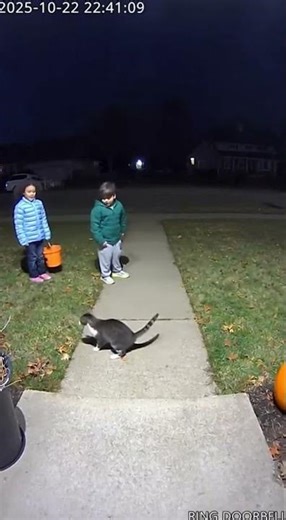 Epic Showdown: Cat vs Weasel Fight in Front of the House! 🐱⚔️🦦