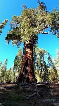 Itinerario perfecto para YOSEMITE PARK 🇺🇸 #youtubeshorts #yosemitenationalpark #senderismo #viajes