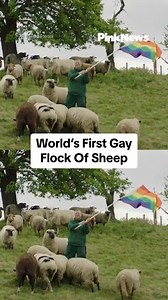 292K views · 5.4K reactions | This gay farmer is raising the world's first flock of gay sheep. The rams were all rescued from being slaughter after they failed to mount any ewes. | PinkNews | Facebook