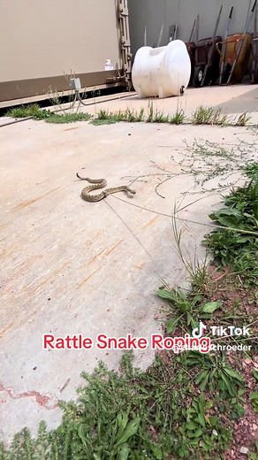 Roping Rattlesnakes for Relocation
