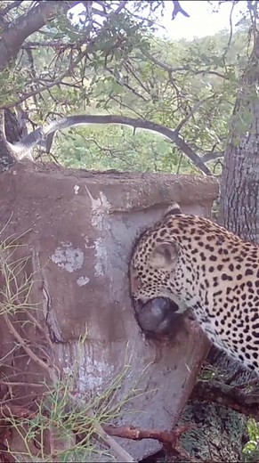 Latest Sightings on TikTok