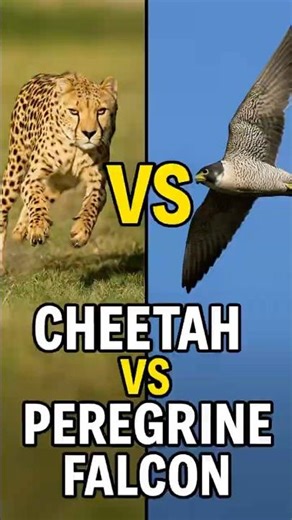 Cheetah vs Peregrine Falcon – Fastest on Land vs Sky!