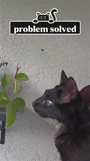 Episode 1 of Gardening tips from Elvis #cat #cerebellarhypoplasia #elviswestley #gardening