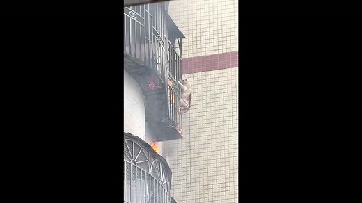 Incredible moment cat clings onto window grilles to escape apartment fire in China