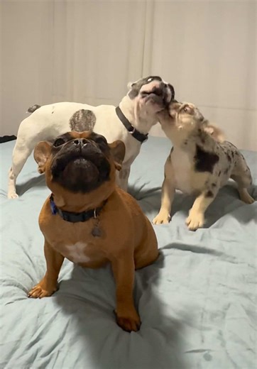 French Bulldog Playtime: Hilarious Moments