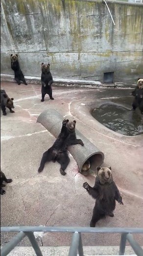 Bunch of Bears Wave to Tourists || ViralHog