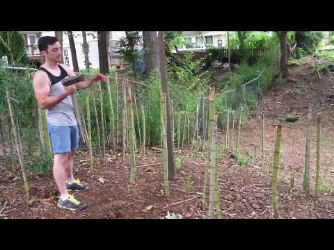 Bamboo Removal
