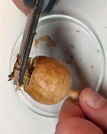 Growing your very own poppy plant at home!🌿 | MetDaan Creative