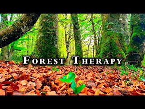 Feel Good Healing Forest Sounds & Birds Singing 🌳🌞 Forest Therapy for your Morning Routine