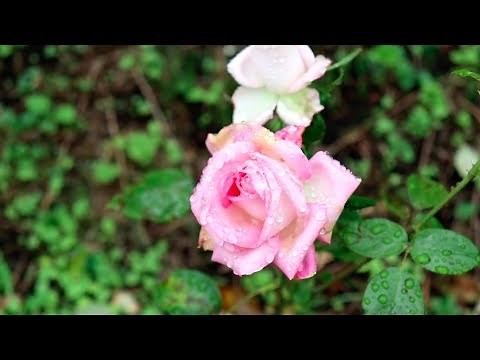 "Already Gone" - Sleeping At Last (Micro Music Video)