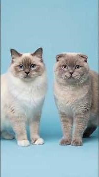 Burmese + Other Cats… What Happens? | Hybrid Fangs