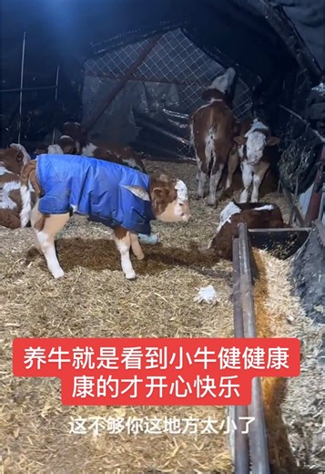 养牛就是看到小牛健健康康的才开心快乐