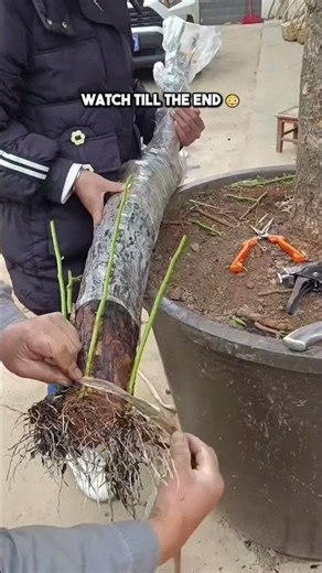 Amazing Rose Grafting Technique 🌹✨