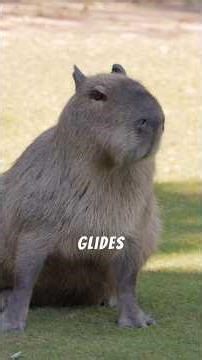 Amazon Rainforest Animal Life #jaguar #capybara #dolphin #macaw #toucan #harpyeagle #anaconda