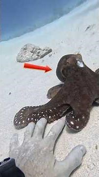Thrilling Encounters With Wild Marine Life #shorts