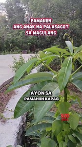 4.8K views · 10K reactions | @ang anak na palasagot sa magulang.. #tips #trendingnow #fypシ゚viralシfypシ゚ #fypシviralシ2025 #reelsvideoシ #reelsviralシ #viralreelsシ #reelsfbシ #fbreelsfypシ゚ #viralreels #trendingreelsvideo #fypviralシ #fypシ゚ | Rhomel C Divina | Facebook