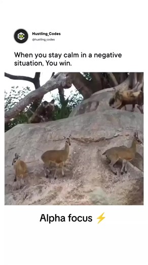 Achieve Alpha Focus for a Winning Mindset