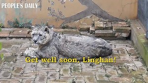 5.6K views · 1.2K reactions | World’s first #cataract surgery on wild...