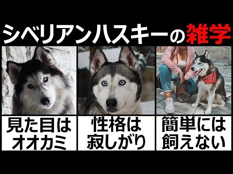 【シベリアンハスキー】オオカミのような犬シベリアンハスキー