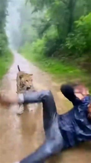 Leopard Hiding in the Jungle During Rain