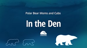 Happy birthday, polar bear cubs! Right now, mother polar bears with newborn cubs are snuggling in their snow dens. Cubs are typically born around New Years and are quite helpless, unable to see or hear with only one thin layer of fur to protect them from the cold. Maternity dens provide critical shelter to the fragile newborns, protecting them from the harsh Arctic environment. The mom and cubs will stay snuggled up in their dens for the next ~3 months, and will emerge around mid-March, once the