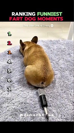 Ranking Funniest Fart Dog Moments #usa
