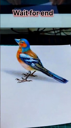 Easy Chaffinch Bird Drawing with Oil Pastels 🐦 | Beginner Friendly Art #art #drawing #oilpastel