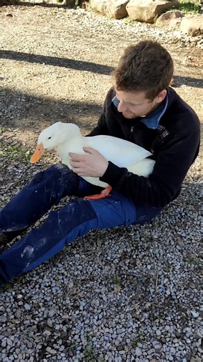 Centre d’Apropament a la Natura on Instagram: "🦆💛 Aquest és el Cuack Li encanta que l’acariciïn… i es nota! 😍 El Cuack havia viscut com a mascota a casa d’una persona que, per motius personals, ja no se’n podia fer càrrec i ens el va cedir al centre d’acollida. En ser un ànec molt improntat, està acostumat al contacte humà i gaudeix moltíssim de les carícies i de la companyia de les persones. Cada gest d’afecte el fa feliç 💕"