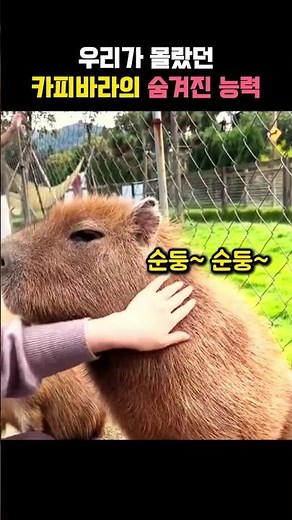 The Capybara's Hidden Abilities We Didn't Know About #Capybara #Animal
