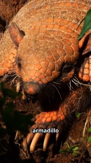 Armadillo True Facts