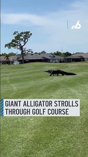 Giant alligator strolls through golf course