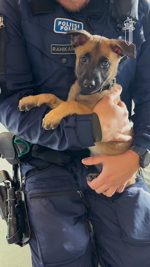 36K views · 17K reactions | Kuopion uusin poliisikoirakokelas Pyro tutustuu työpaikkaansa jo täyttä häkää.  Kaveri oli ensin hieman hämillään saamastaan huomiosta (voitteko kuvitella, että kaikki halusivat tervehtiä uutta tulokasta?), mutta reipastui nopeasti namien ja leikin voimalla. Tästä se lähtee pienen koiran ura konstaapelina. 﫡 #poliisikoirapyro #k9 #poliisi #poliisiIS | Itä-Suomen poliisilaitos | Facebook