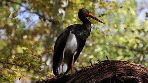 Megérkezett az első fekete gólya a bekamerázott gemenci fészekbe | Sokszínű vidék