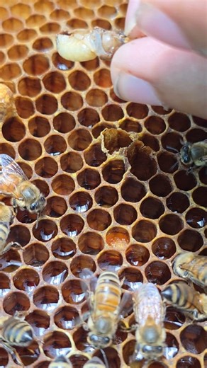 Checking for male bees that are afraid of insects. | Phary BeeKeeper