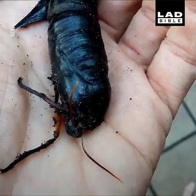 3M views · 10K reactions | This guy managed to capture one of nature's coolest moments, in the palm of his hand  | LADbible | Facebook