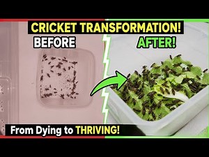 How to Keep & Feed House Crickets 🦗 | Best Care, Setup & Feeding Tips for Beginners