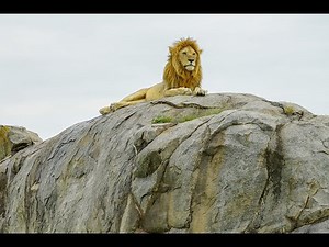 Mt. Kilimanjaro & Safari Through Tanzania: Serengeti National Park